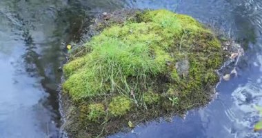 su yosun kaplı büyük bir taş yıkar