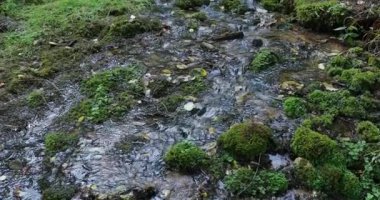 gündüz ormanda nehir akışı