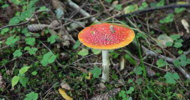 gündüz ormanda bir sinek agaric
