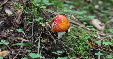 gündüz ormanda bir sinek agaric