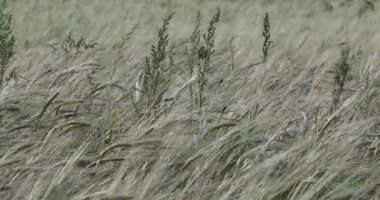 4k gündüz videosunda rüzgar çavdarı dalgalandırıyor