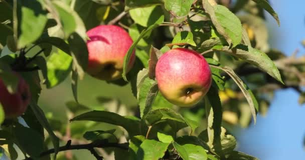 Dojrzałych jabłek na gałęziach jabłoni w ciągu dnia — Wideo stockowe