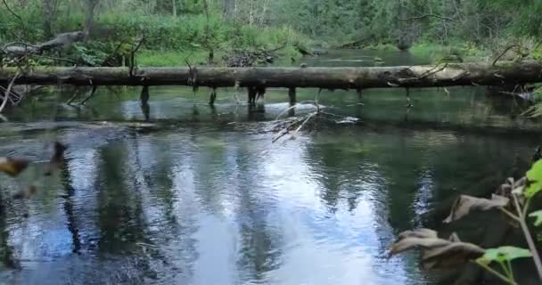 Vieil arbre tombé à travers la rivière et le flux d'eau dans la forêt — Video