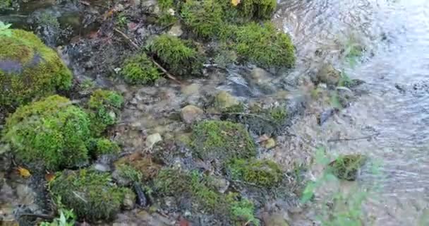 Rio fluir na floresta durante o dia — Vídeo de Stock