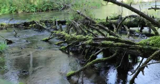 Zwei alte, mit Moos bewachsene Bäume im Wald in einen Fluss gestürzt — Stockvideo