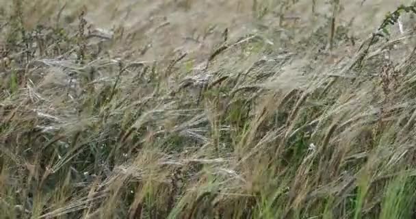 Вітер стискає жито в денний час відео 4k — стокове відео