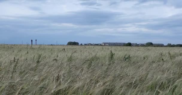 Droog rogge veld op de achtergrond van een grote boerderij overdag — Stockvideo