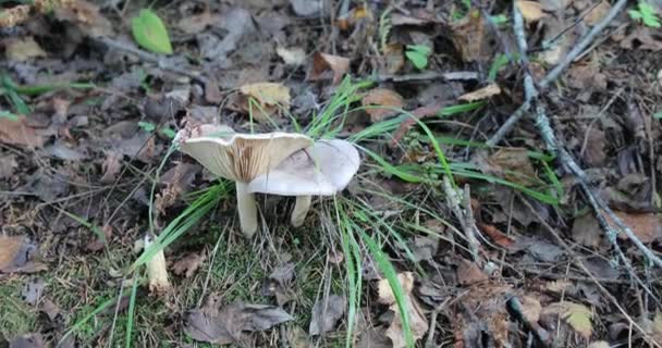 Twee paddenstoelen in het bos naast elkaar — Stockvideo