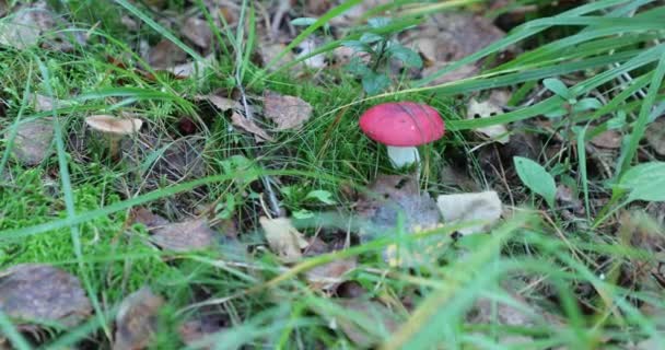 Amanita im Wald neben einem kleinen Pilz — Stockvideo