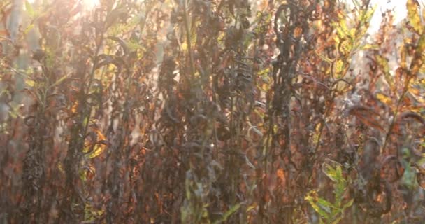 Güneş ışığının arka planına karşı bitkilerin kuru dalları — Stok video
