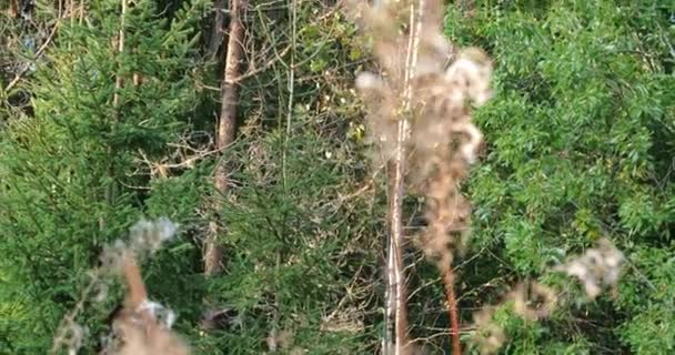 Kamera ormanda yeşil ağaçları vuruyor sonra bitkinin sarkık dalı üzerinde duruluyor — Stok video