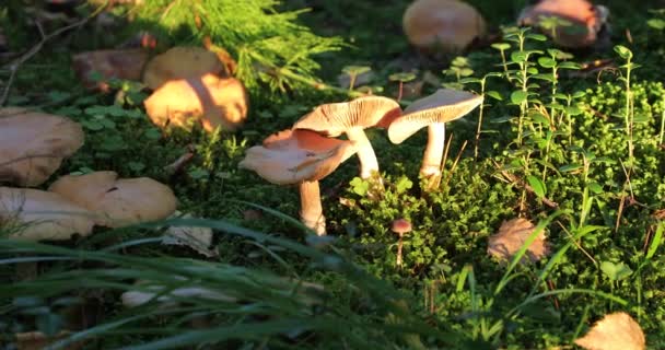 Cogumelos na floresta durante o dia — Vídeo de Stock