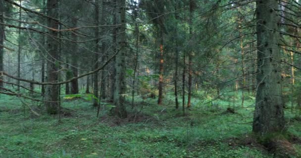 Camera beweegt en verwijdert vegetatie en bomen in het bos overdag — Stockvideo