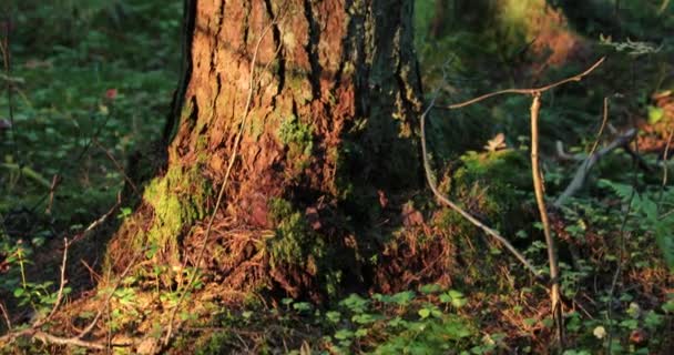 Kameran rör sig nerifrån och upp och tar av ett träd i skogen — Stockvideo