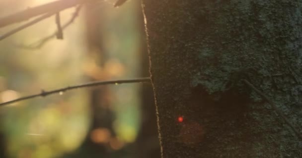 Camera moves from right to left shooting autumn trees in the forest during the day — Stock Video