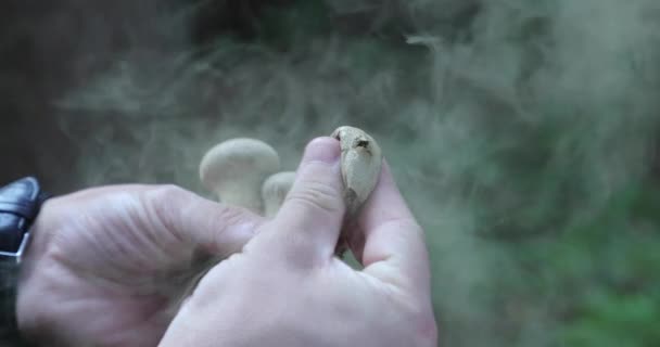 Hände drücken den Pilz und er explodiert und staubt — Stockvideo