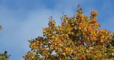 mavi gökyüzüne karşı sonbaharda dalları üzerinde parlak ve renkli yaprakları