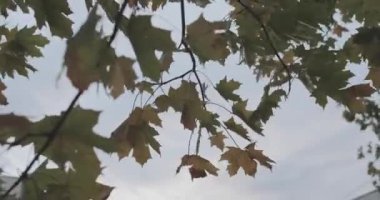 sonbaharda gökyüzüne ve bulutlara karşı ağaç dallarında renkli yapraklar