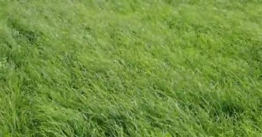 Gündüz videosu 4k 'de rüzgar yeşil çimenleri hışırdatıyor
