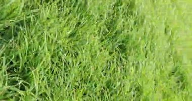 Gündüz videosu 4k 'de rüzgar yeşil çimenleri hışırdatıyor