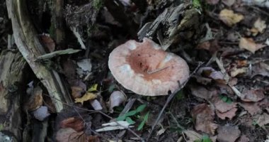 sonbahar sezonunda ormanda bir mantar