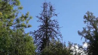 gökyüzüne karşı iki yeşil yakın korkunç ve kuru eski ağaç