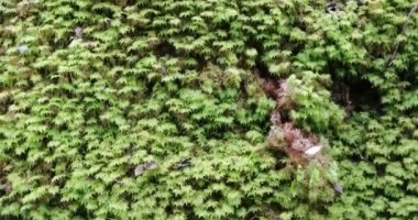 kamera ormandaki bitkilerin yeşil yaprakları alarak aşağıdan yukarıya doğru hareket eder