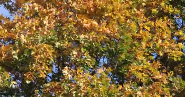 Folhas brilhantes e coloridas em galhos de árvores no outono — Vídeo de Stock