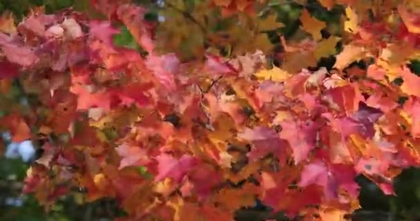 Světlé a barevné listy na větvích stromů v době podzimu — Stock video