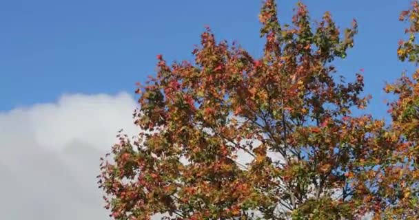 Φωτεινά και πολύχρωμα φύλλα στα κλαδιά το φθινόπωρο εναντίον του γαλάζιου ουρανού — Αρχείο Βίντεο