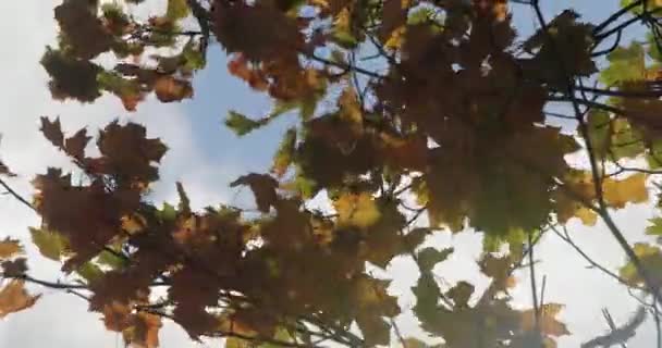 Hojas coloridas en las ramas de los árboles contra el cielo y las nubes en otoño — Vídeo de stock