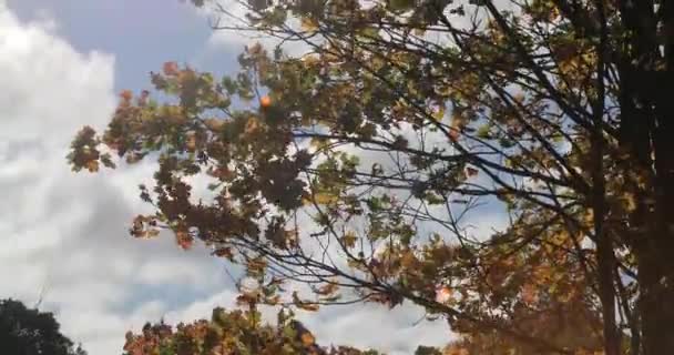 Hojas coloridas en las ramas de los árboles contra el cielo y las nubes en otoño — Vídeos de Stock