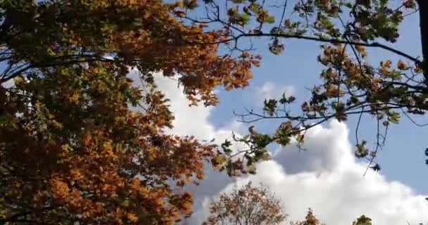 Hojas coloridas en las ramas de los árboles contra el cielo y las nubes en otoño — Vídeos de Stock
