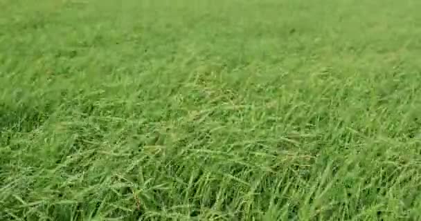 Wind raschelt das grüne Gras tagsüber -Video 4k — Stockvideo