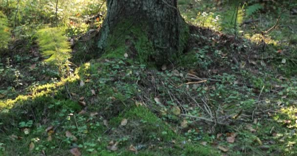 Fotocamera si muove dal basso verso l'alto rimuovendo il vecchio albero nella foresta nella stagione autunnale durante il giorno — Video Stock