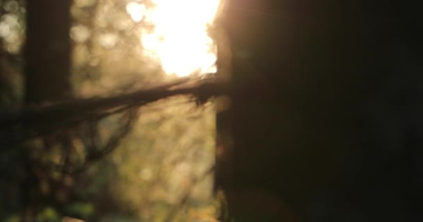 Caméra se déplace de droite à gauche tirant des arbres d'automne dans les bois le soir — Video