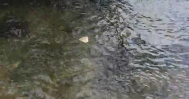 Uma folha de outono de uma árvore está flutuando em um rio na floresta — Vídeo de Stock