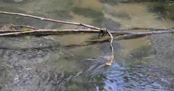 Ramas de un árbol viejo en un río durante el día — Vídeos de Stock