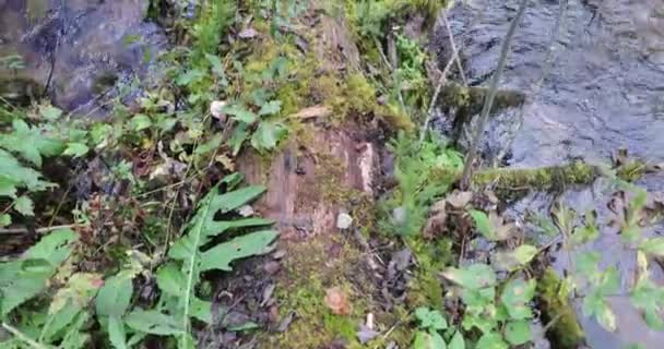 Camera moves from the bottom up removing the old tree covered with moss that fell into the river in the forest — Stock Video