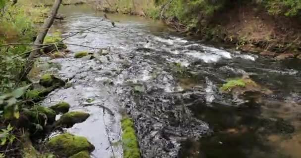 Течія річки в лісі восени вдень — стокове відео