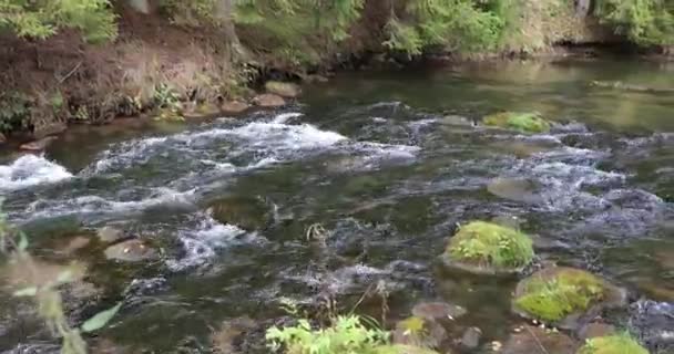 Écoulement de la rivière dans la forêt dans l'après-midi d'automne — Video