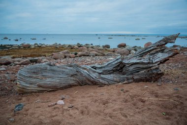 akşam denize karşı eski ve kuru bükülmüş ağaç