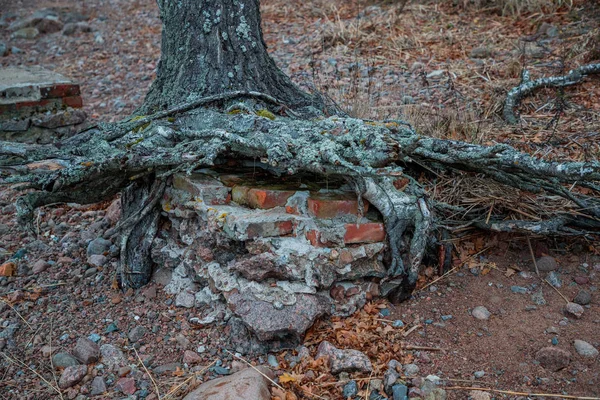 Raíces de un árbol viejo sobre una base de ladrillo —  Fotos de Stock