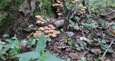 kirli bir sonbahar orman video 4k mantar