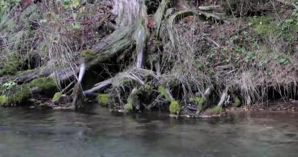 Río en el bosque en el fondo de hierba seca y árbol viejo en la temporada de otoño — Vídeo de stock