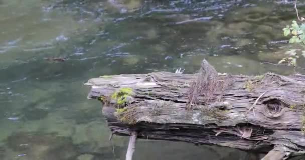 Παλιό και σπασμένο κορμό δέντρου στο φόντο του ποταμού στο δάσος — Αρχείο Βίντεο