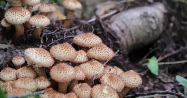 Mushrooms in a dirty autumn forest video 4k — Stock Video