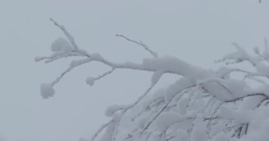 ağaç dalları kar altında