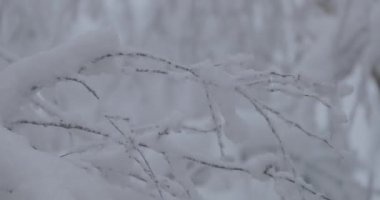 ağaç dalları kar altında