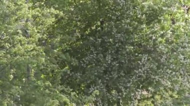 yaz öğleden sonra ağaçların dallarında yeşil yapraklar